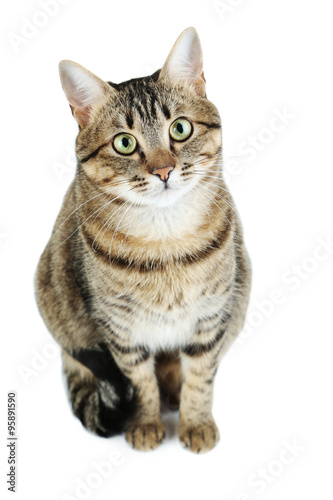 Beautiful cat isolated on a white © 5second