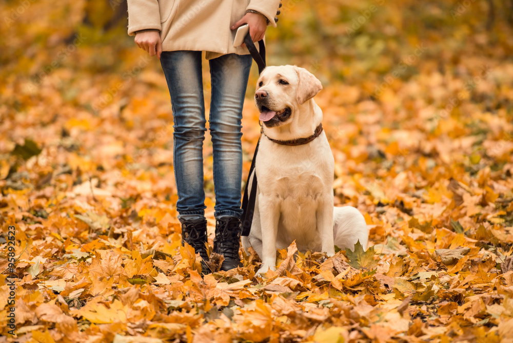 Walk in the autumn park Walk in the autumn park