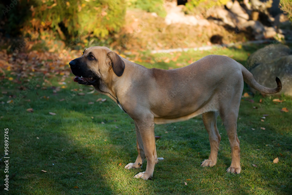 female of Fila Brasileiro (Brazilian Mastiff) female of Fila Brasileiro (Brazilian Mastiff)