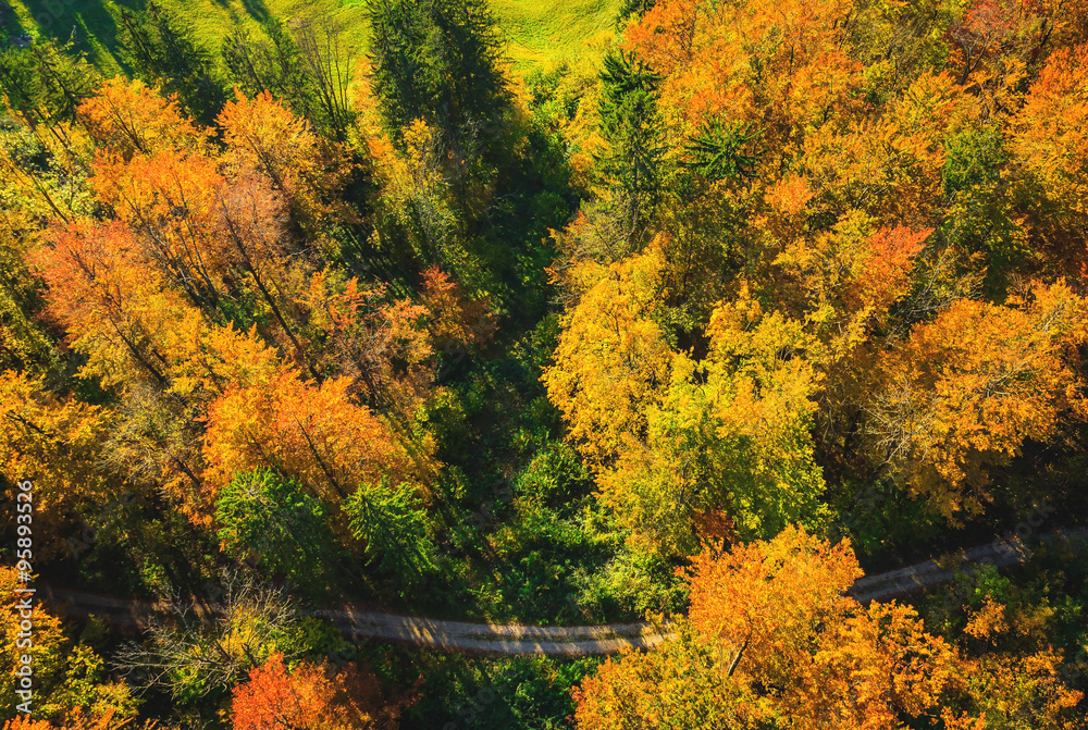 Top view of colourful leaves and trees in autumn