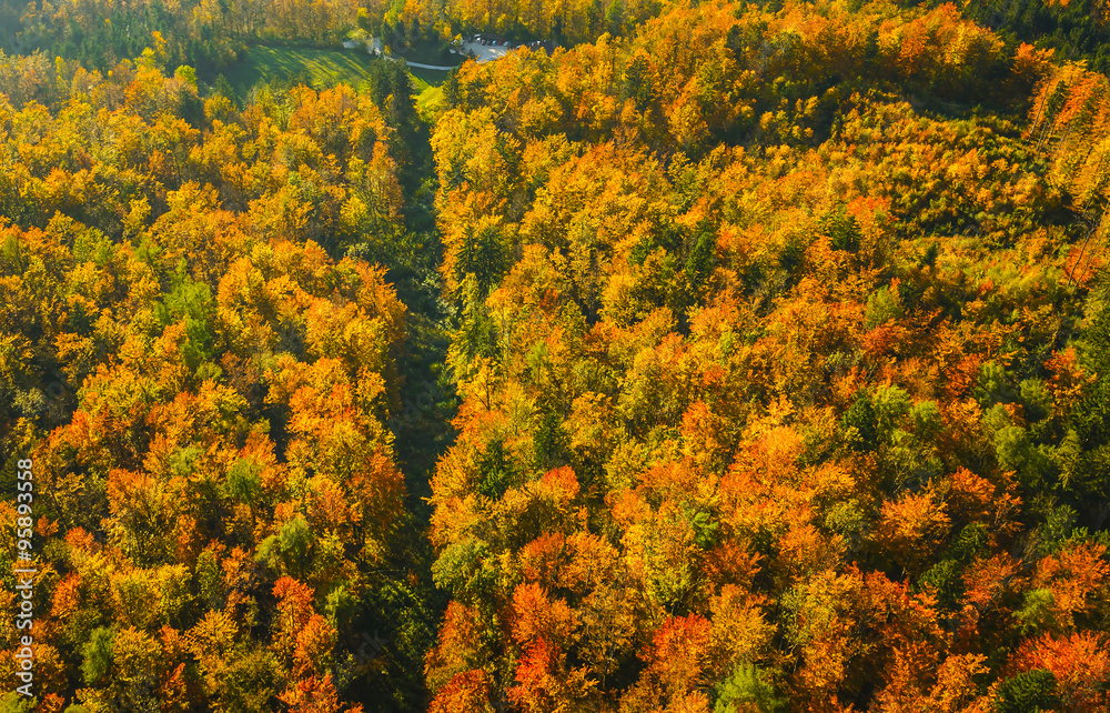 Top view of colourful leaves and trees in autumn