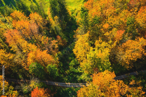 Top view of colourful leaves and trees in autumn