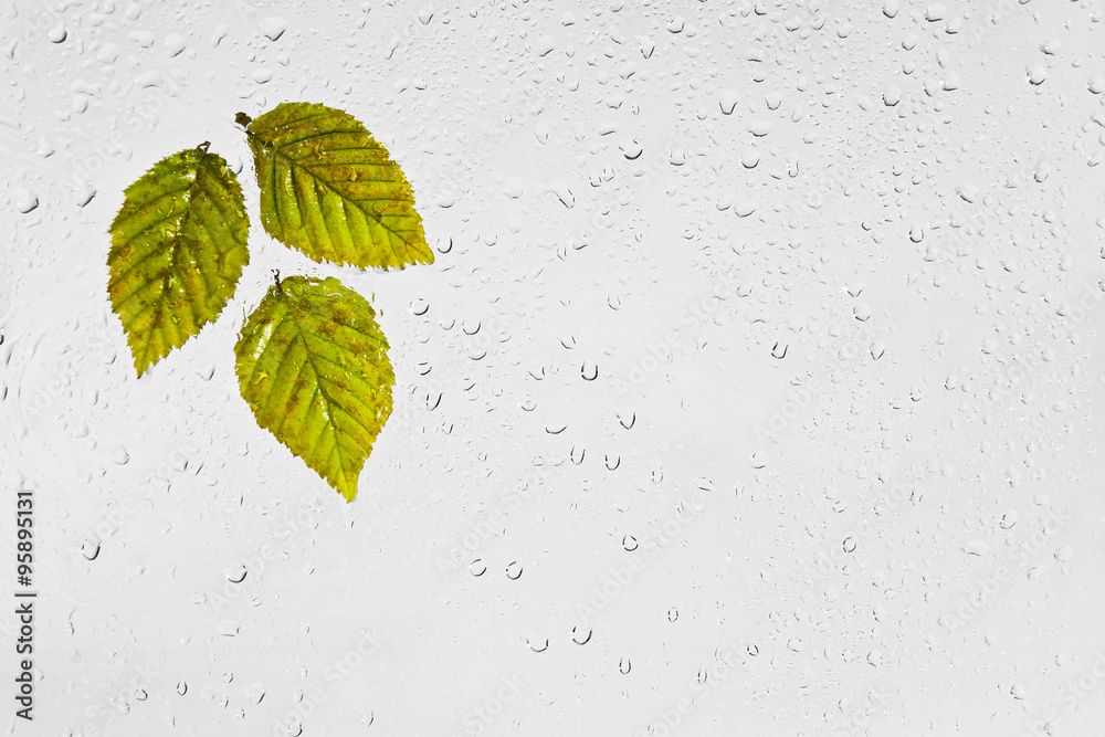 Kolorowe jesienne liście grabu i krople deszczu na oknie.
Kolorowe podświetlone mokre jesienne liście przyklejone kroplami wody do okna na szarym tle. - obrazy, fototapety, plakaty 