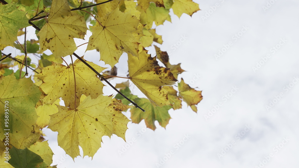 4K Autumn coloured leaves gently swaying in breeze, in slow motion 4K Autumn coloured leaves gently swaying in breeze, in slow motion