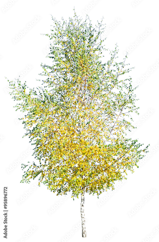 Fototapeta premium Autumn birch isolated
