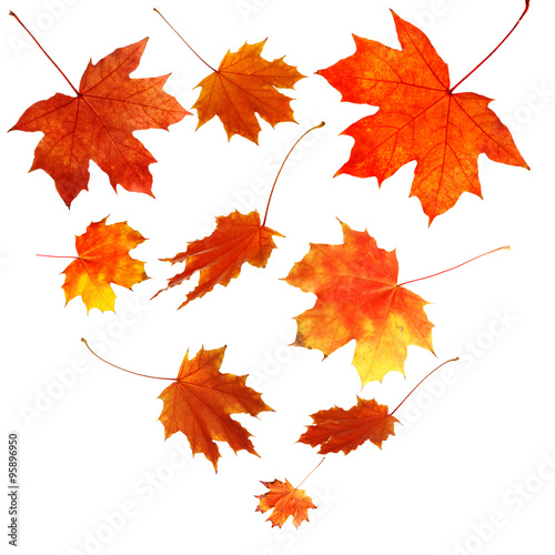 Autumn maple leaves falling down  isolated on white