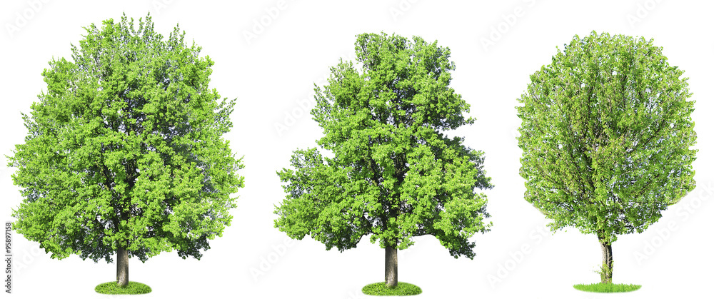 Green trees, isolated on white background Green trees, isolated on white background