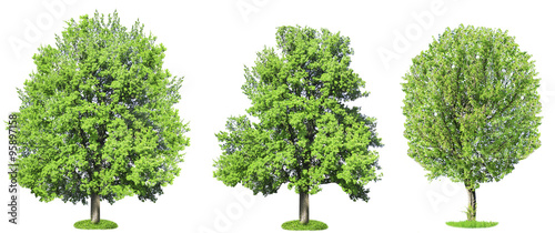 Green trees  isolated on white background