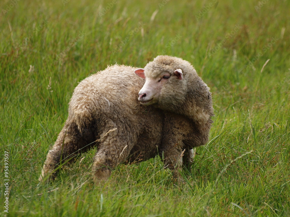 Naklejka premium 忠ちゃん牧場の子羊