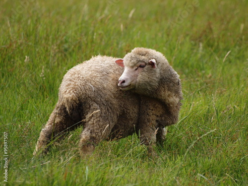 忠ちゃん牧場の子羊