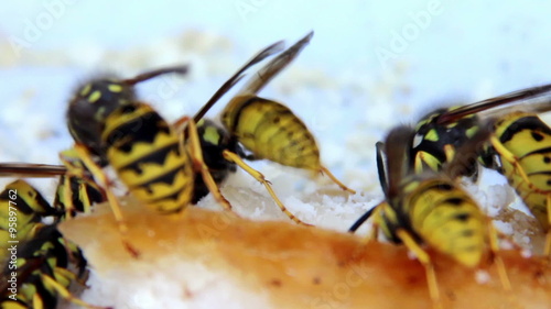 wasps eat the lard