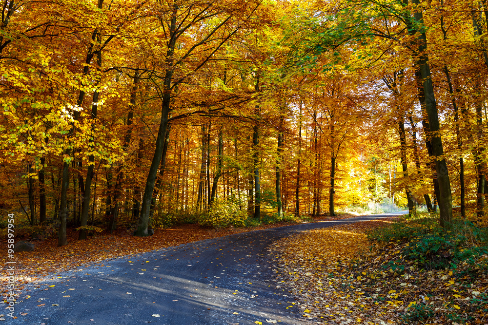 Autumn Forest