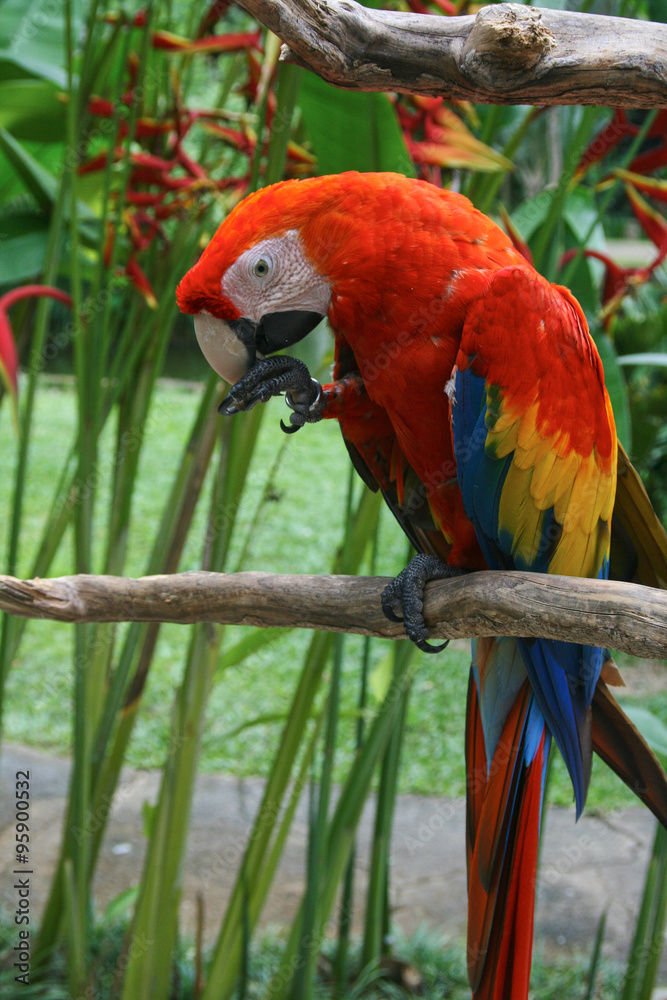 Obraz premium large and colorful bird, warmth, sun, zoo, circus