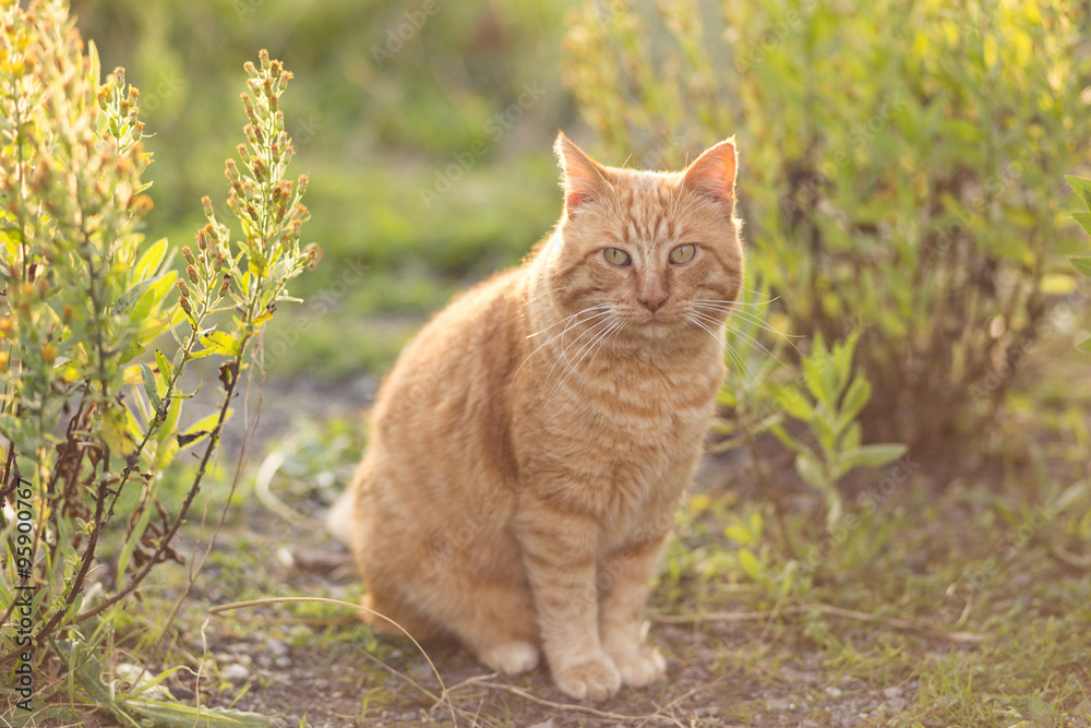 Peaceful ginger common cat standing on the garden.