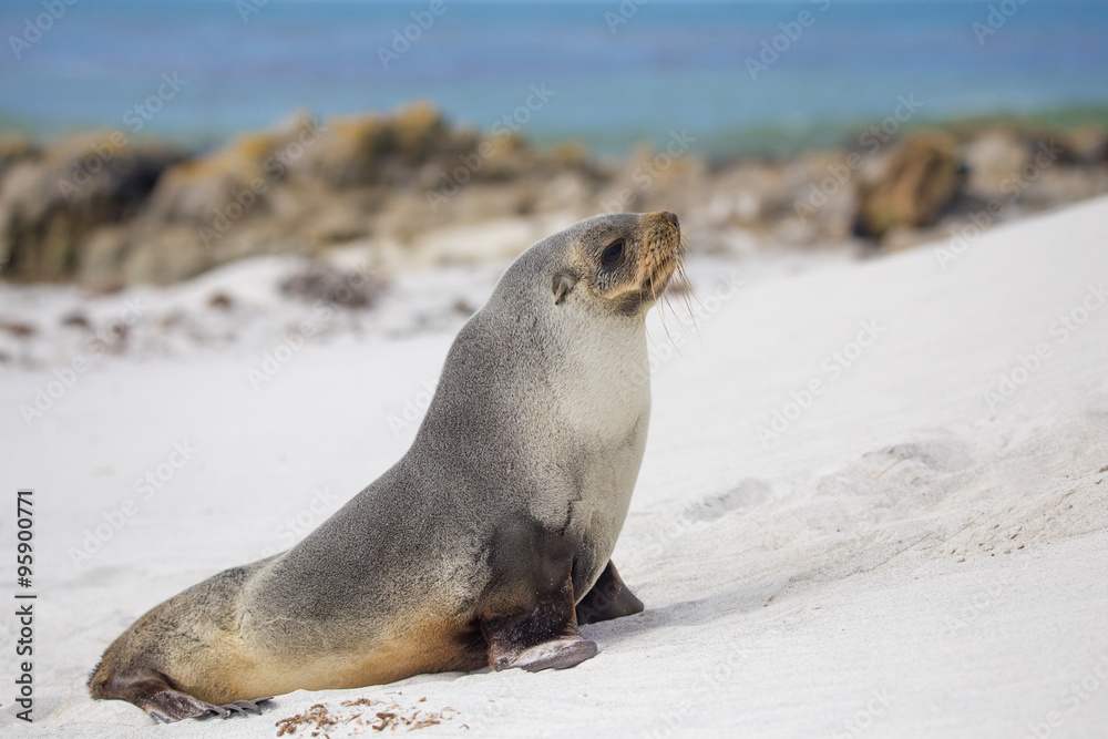 Fototapeta premium Fur Seal on a white sand beach, Falkland Islands.