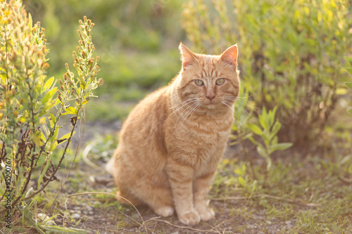 Peaceful ginger common cat standing on the garden.