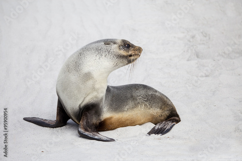 South American Fur Seal (Arctocephalus Australis) on white sand photo