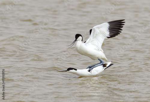 Mating Avocets photo