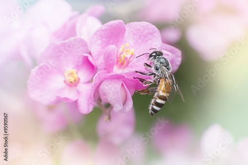 abstract background, insect and flower gloss light rainbow. © PeterO