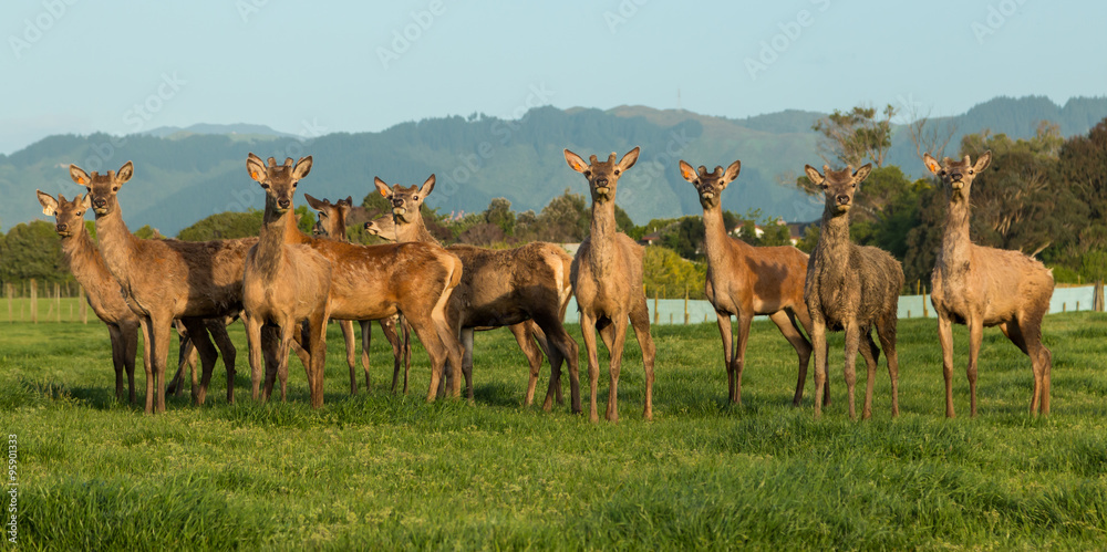 Obraz premium Deer Farming New Zealand