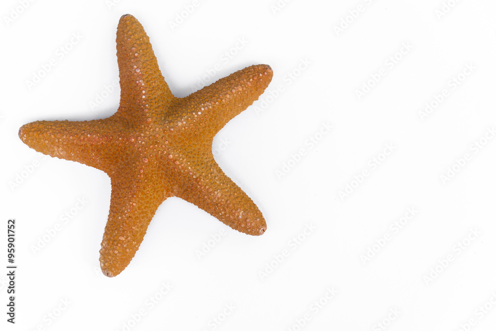 starfish on background