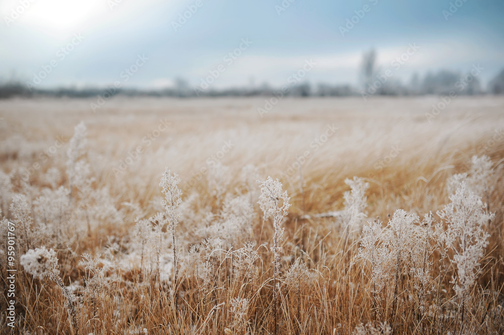 First snow. Winter landscape