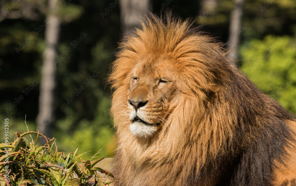 Fototapeta premium Lion Warmth of Sun