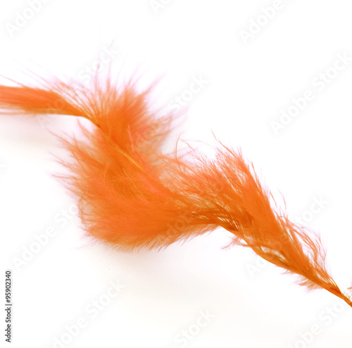 orange feather on white background