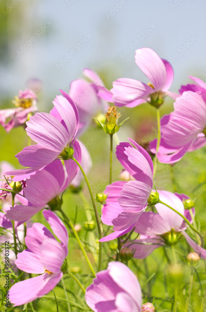 Cosmos Flowers. (Scientific Name : Cosmos bipinnatus) Cosmos Flowers. (Scientific Name : Cosmos bipinnatus)