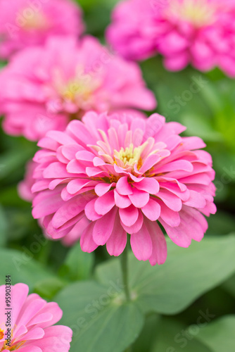 Blossom Pink Zinnia.