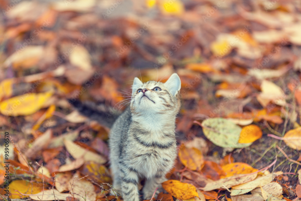 Portrait of little kitten on the grass with fallen leaves in autumn