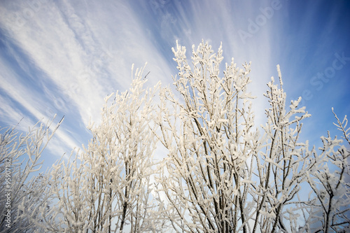 Branches in frost on the background of beautiful sky.