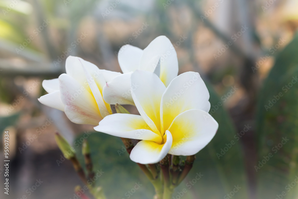 White flowers bunch plumeria or frangipani on tree White flowers bunch plumeria or frangipani on tree