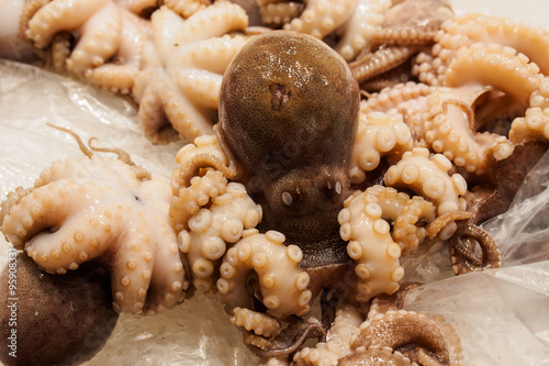 frozen octopus