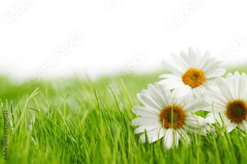 White daisy flowers in green grass