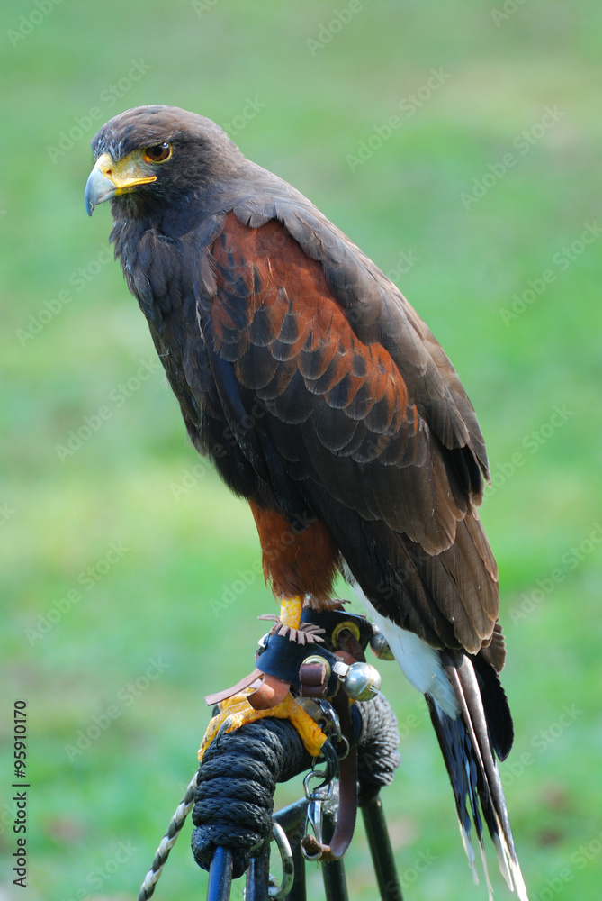 Obraz premium New York City Medieval Festival