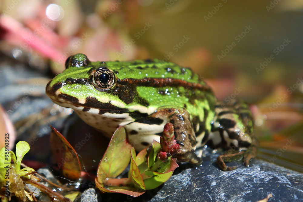 Obraz premium Frosch am Teisch