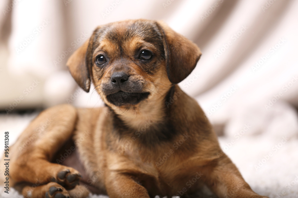 Cute puppy on carpet at home