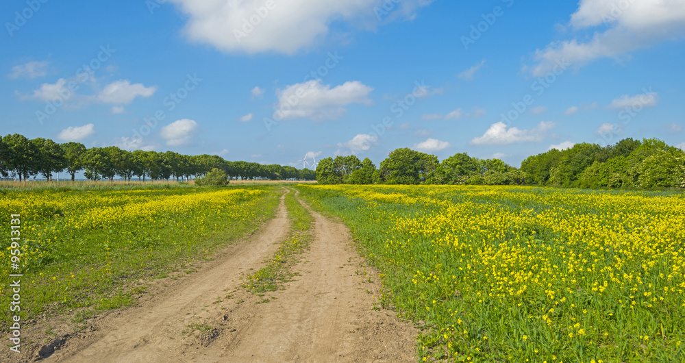 Yellow wild flowers growing on a sunny field in spring
