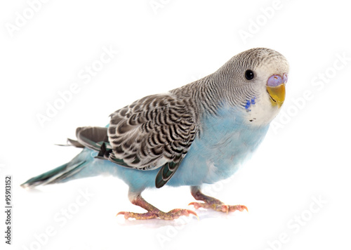 Fotografie, Obraz common pet parakeet