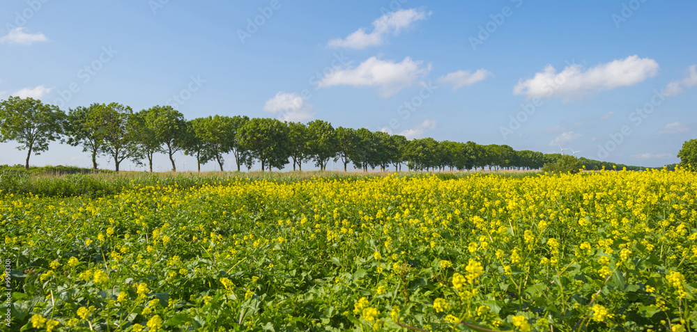 Yellow wild flowers growing on a sunny field in spring
