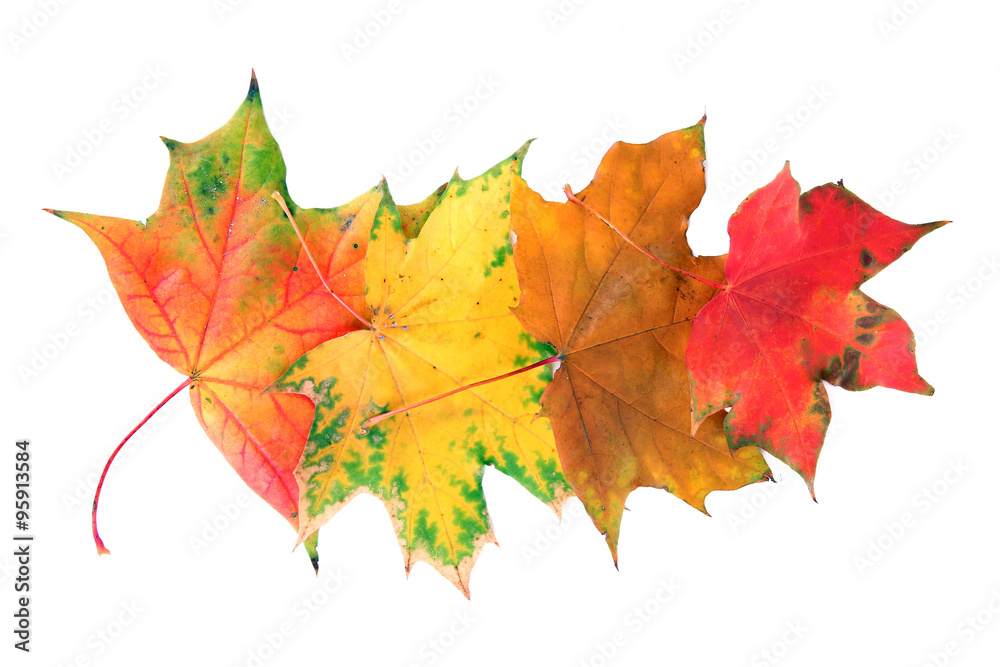 Obraz premium Autumn maple leaves, isolated on white