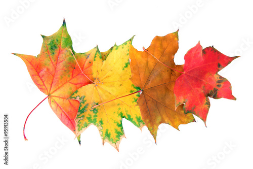 Autumn maple leaves  isolated on white