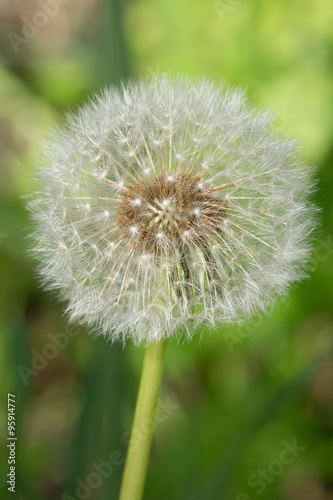 Fiore soffione 