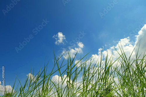 Grass and blue sky