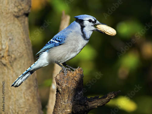 Blue Jay with Peanut © Brian E Kushner