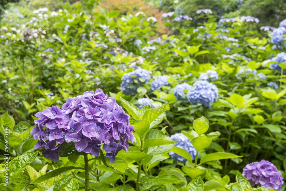 緑の葉の中の紫のアジサイの花 緑の葉の中の紫のアジサイの花