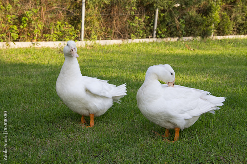 Kırlarda dolaşan iki beyaz ördek (ID: 95918390)