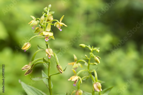 Fototapeta Naklejka Na Ścianę i Meble -  カキランの花