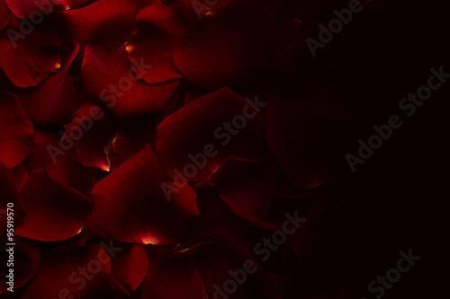 Rose petals background